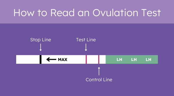 Learn How to Read an Ovulation Test