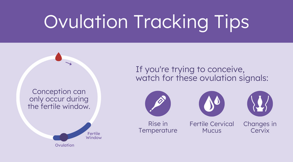 Ovulation Myths