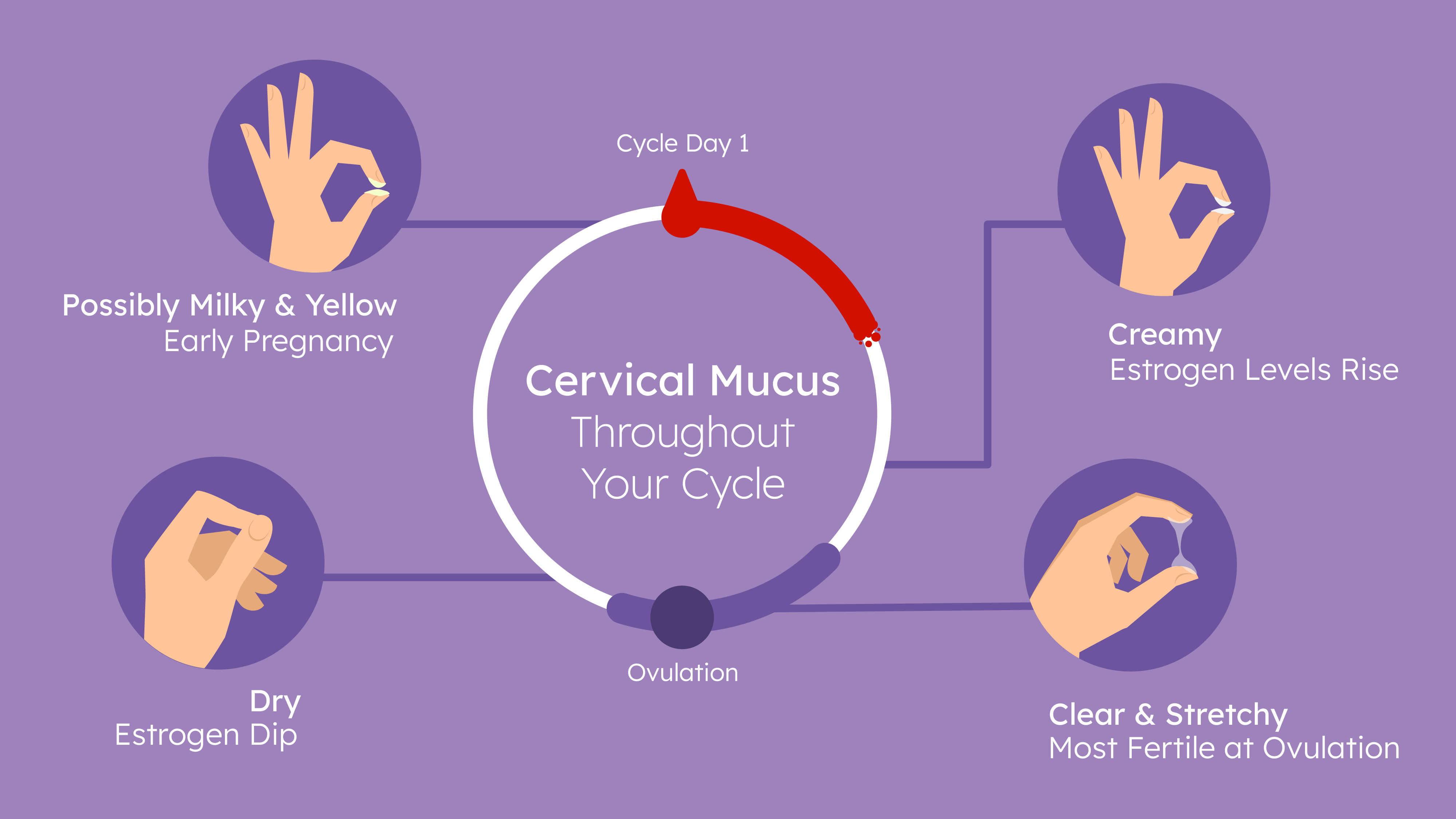 What does cervical mucus look like after ovulation if you're