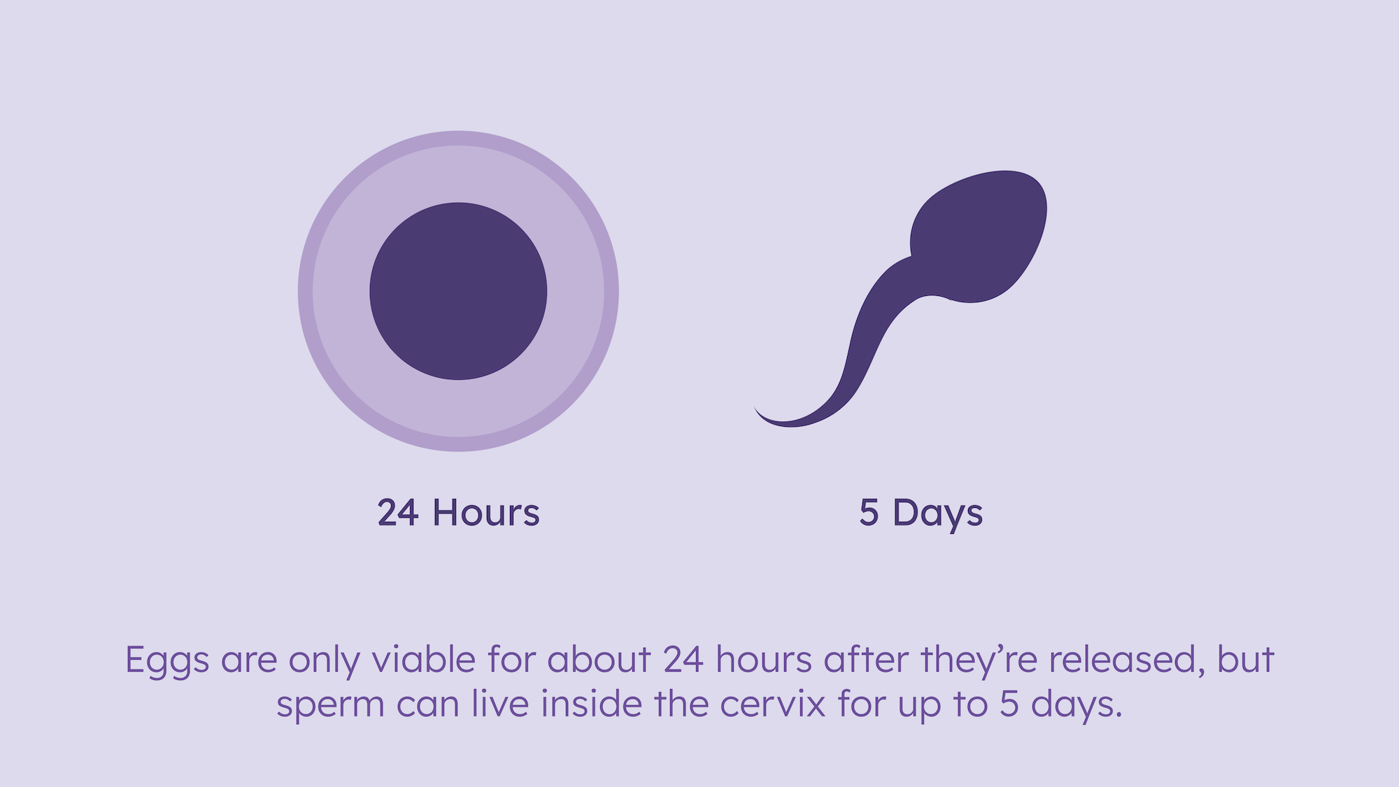 how long after a positive ovulation test am I fertile?