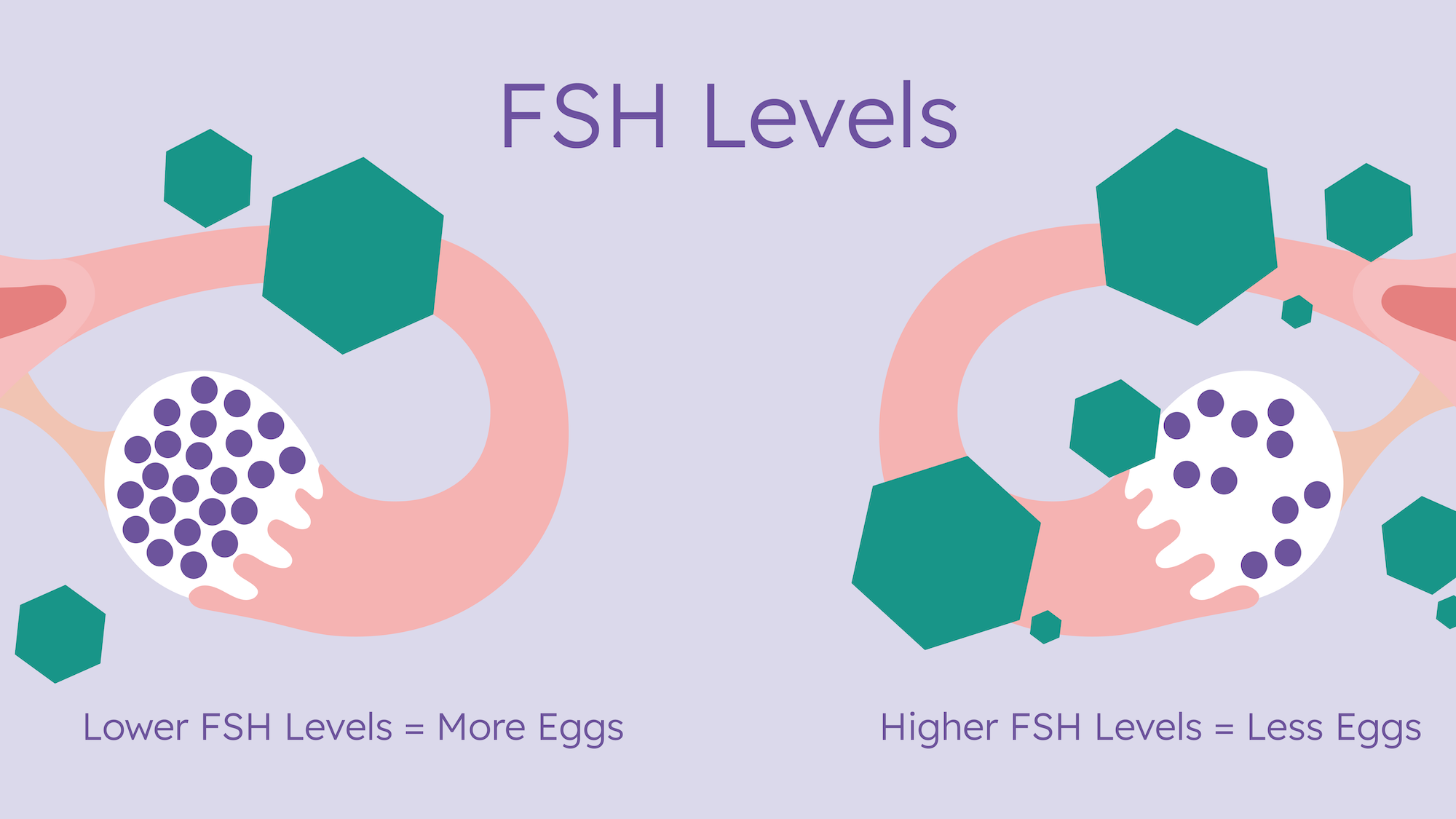 fsh testing for fertility