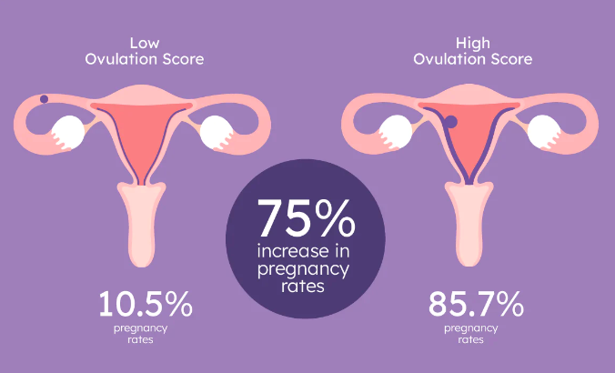 Ovulation score and pregnancy rates