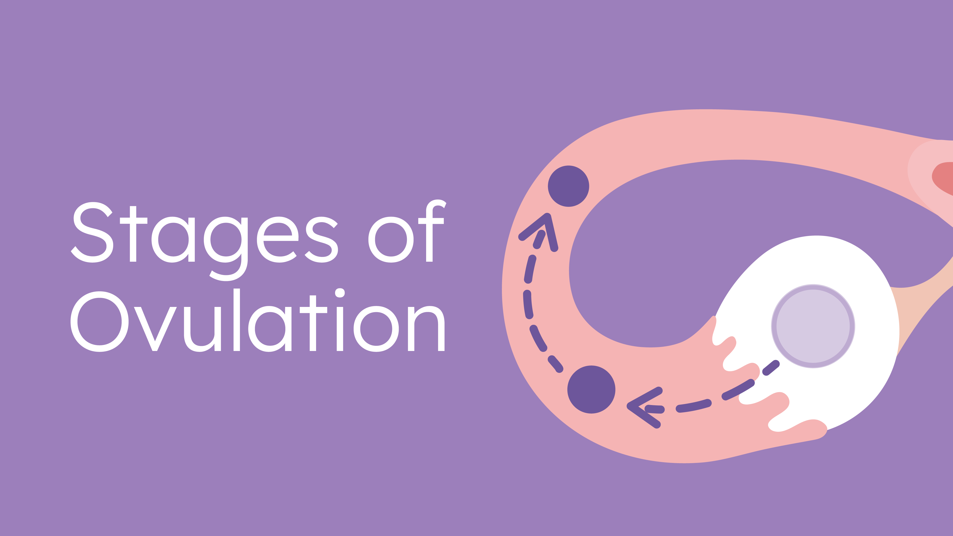 Can you get pregnant when on your period? Know your chances of conceiving  at each phase of your menstrual cycle