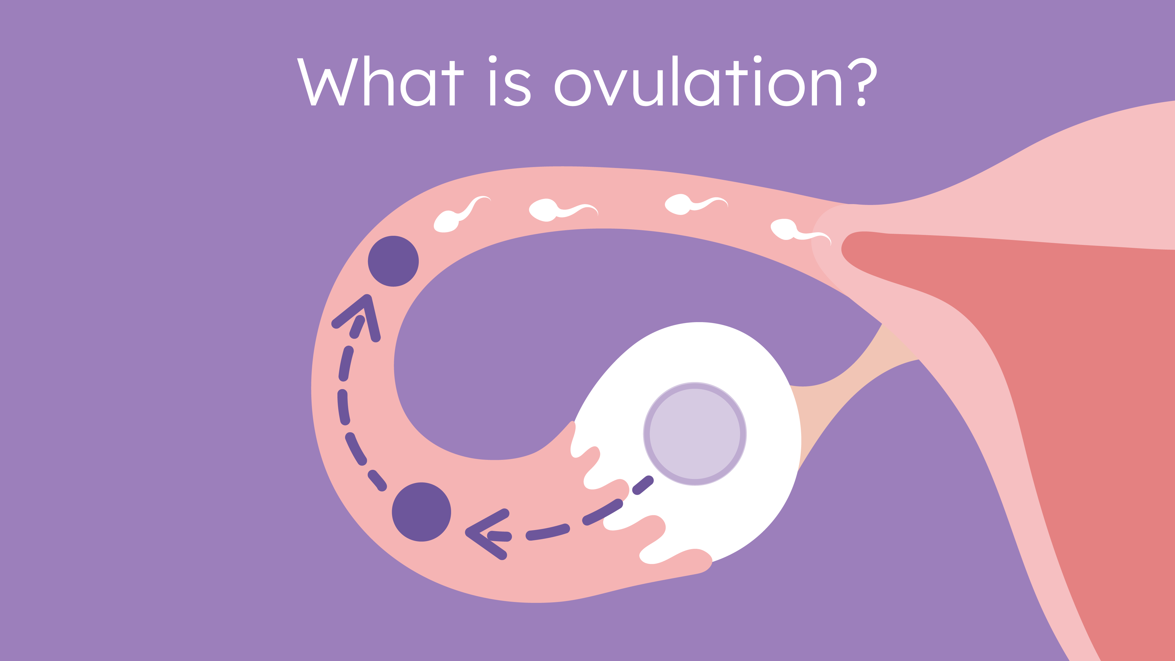 Different Stages of Ovulation & How They Impact Getting Pregnant