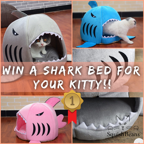 SquishBeans Shark Bed Competition