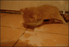 Cat kicking water bowl