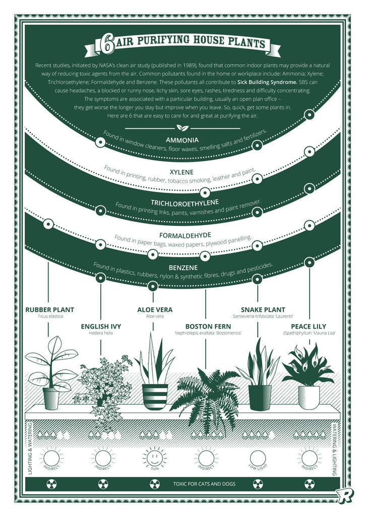 Air purifying plants infographic