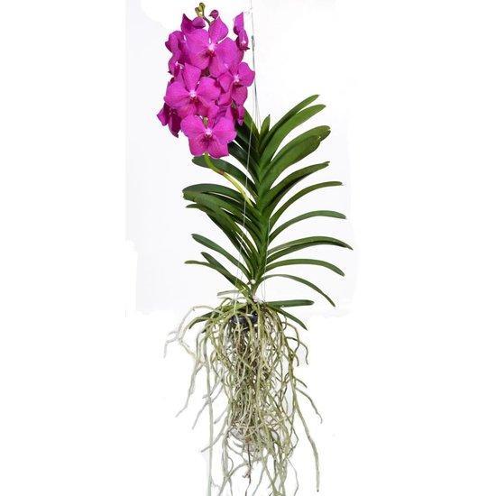 Akamai Accents Orchids - Floating Root Vanda Orchid - Fuchsia – Farmers  Market Drop Off