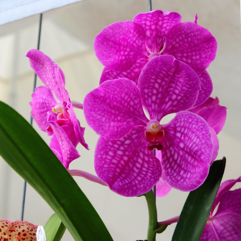 Akamai Accents Orchids - Floating Root Vanda Orchid - Fuchsia – Farmers  Market Drop Off