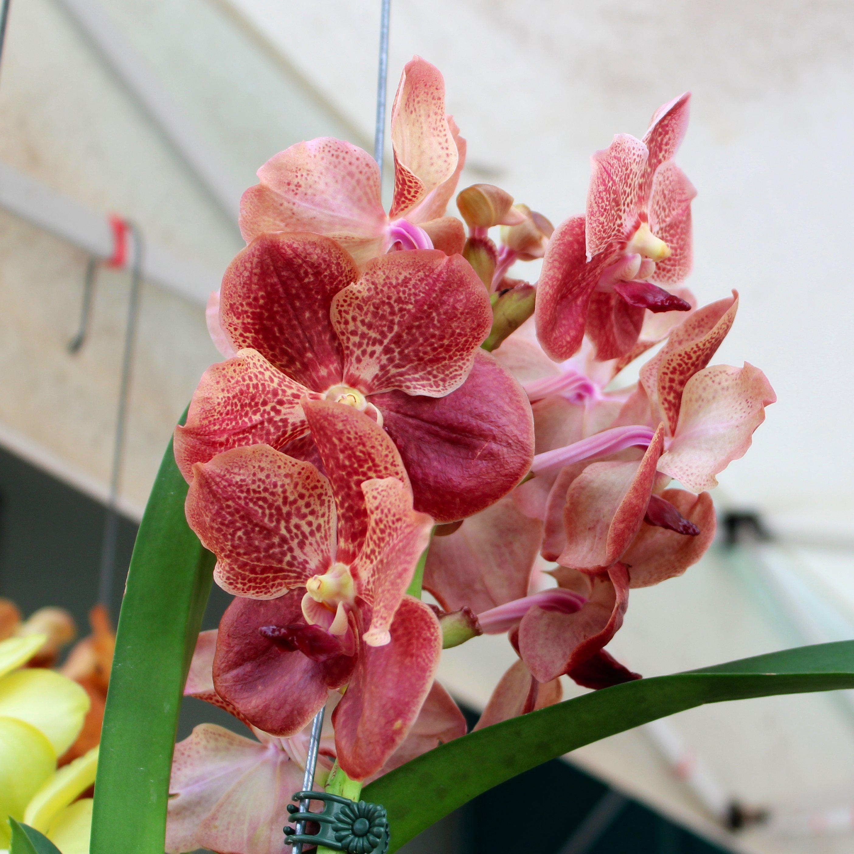 Akamai Accents Orchids - Floating Root Vanda Orchid - Pink – Farmers Market  Drop Off