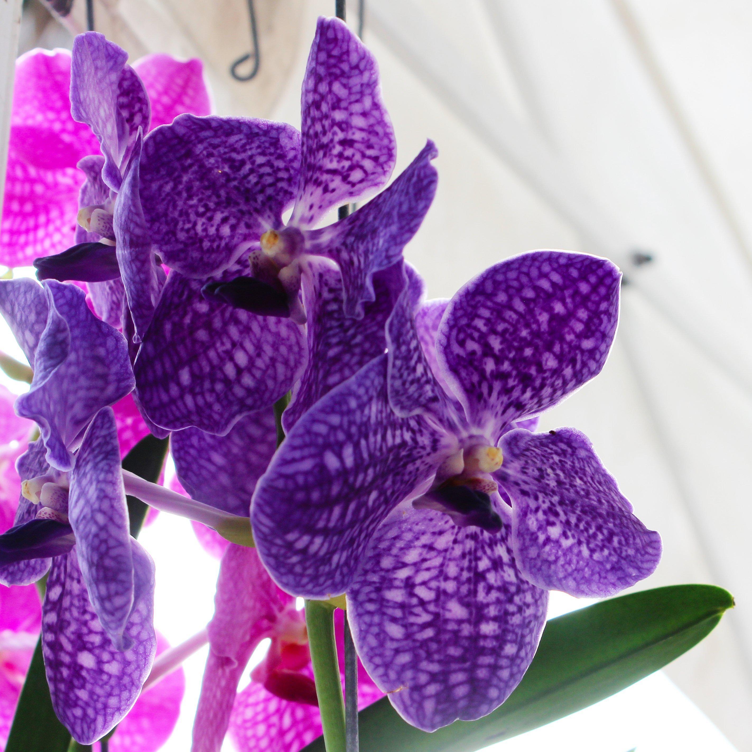 Akamai Accents Orchids - Floating Root Vanda Orchid - Purple – Farmers  Market Drop Off