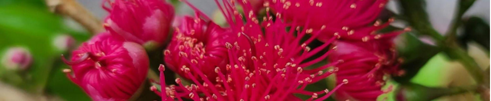 The Legendary ʻŌhiʻa Lehua Tree