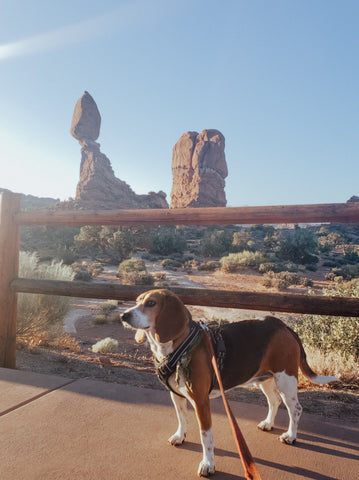Beagle by balanced rock in bandana