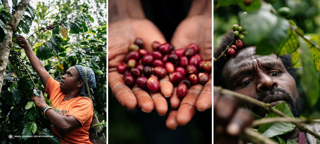 HOAC farmers tending their coffee harvest.