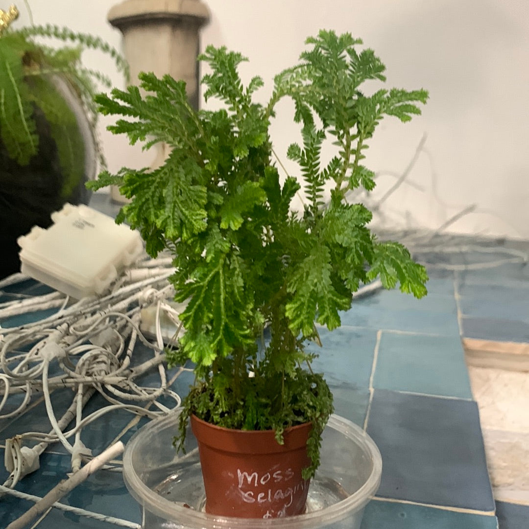 Moss Selaginella 2”