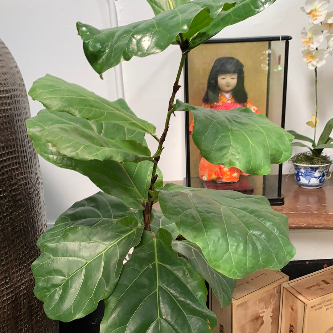 Ficus Pandurata 10”