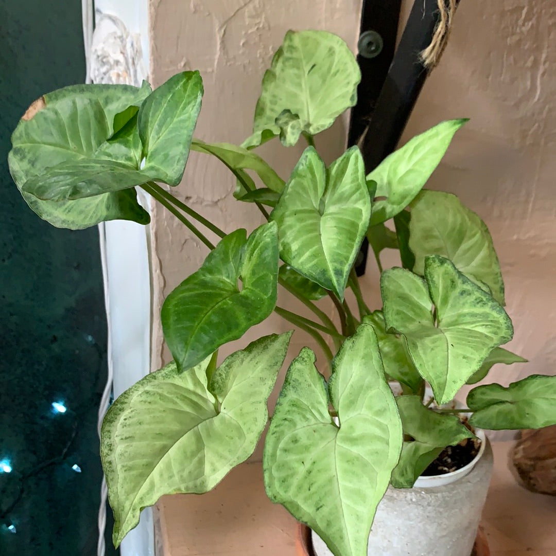 Caladium 4”