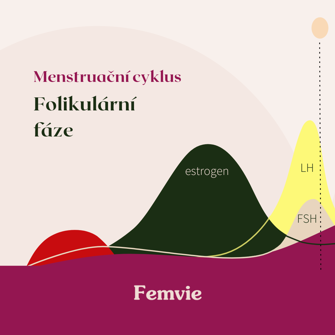 Folikulární fáze