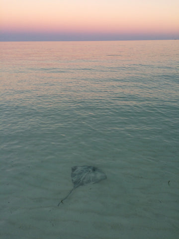 Stingray, Bahamas, Leblanc Jewellery