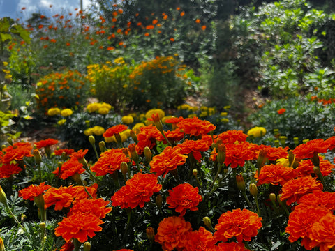 Marigolds growing in a garden
