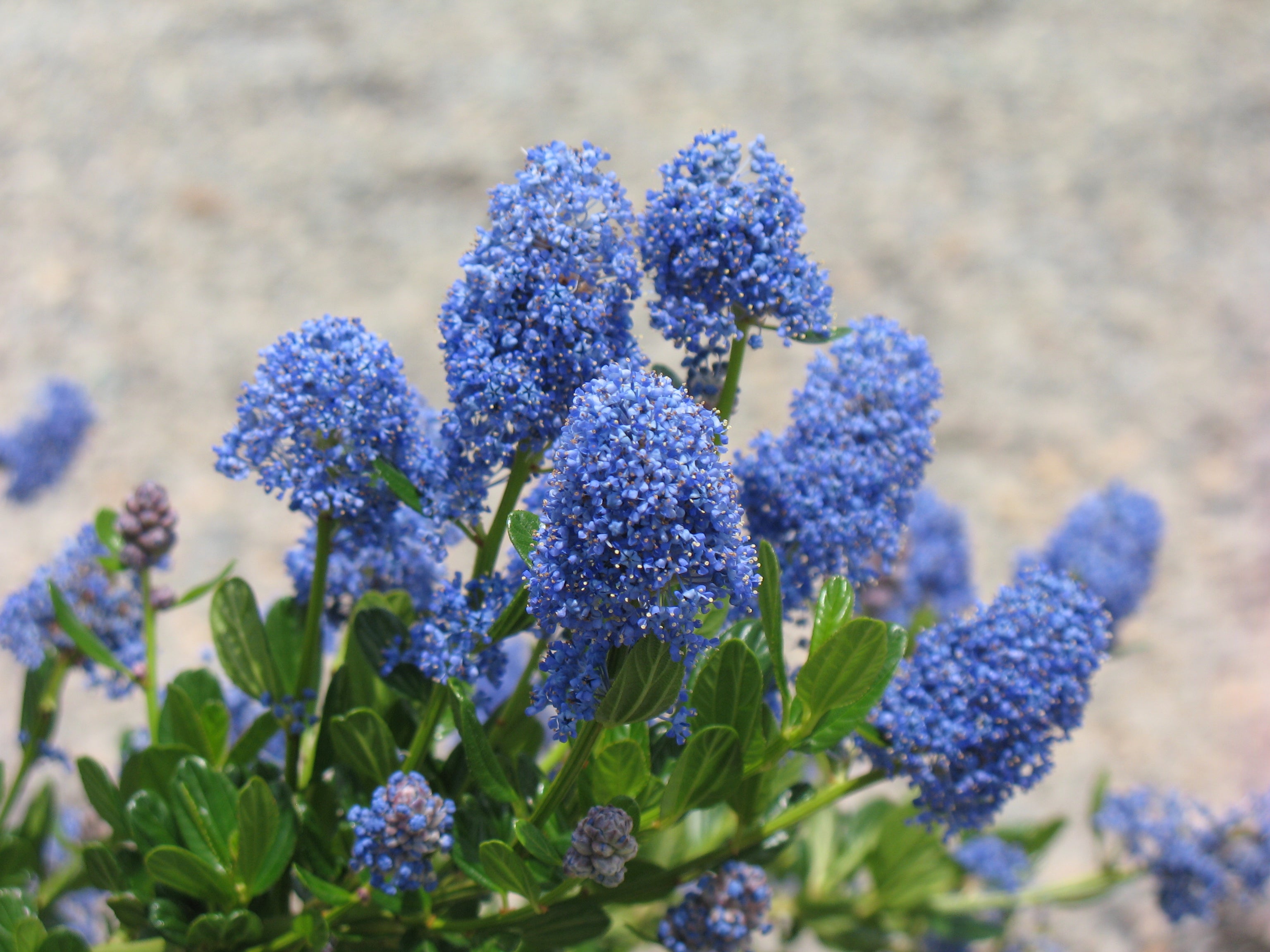 t-l-chargement-97-ceanothus-skylark-pruning-t-l-charger