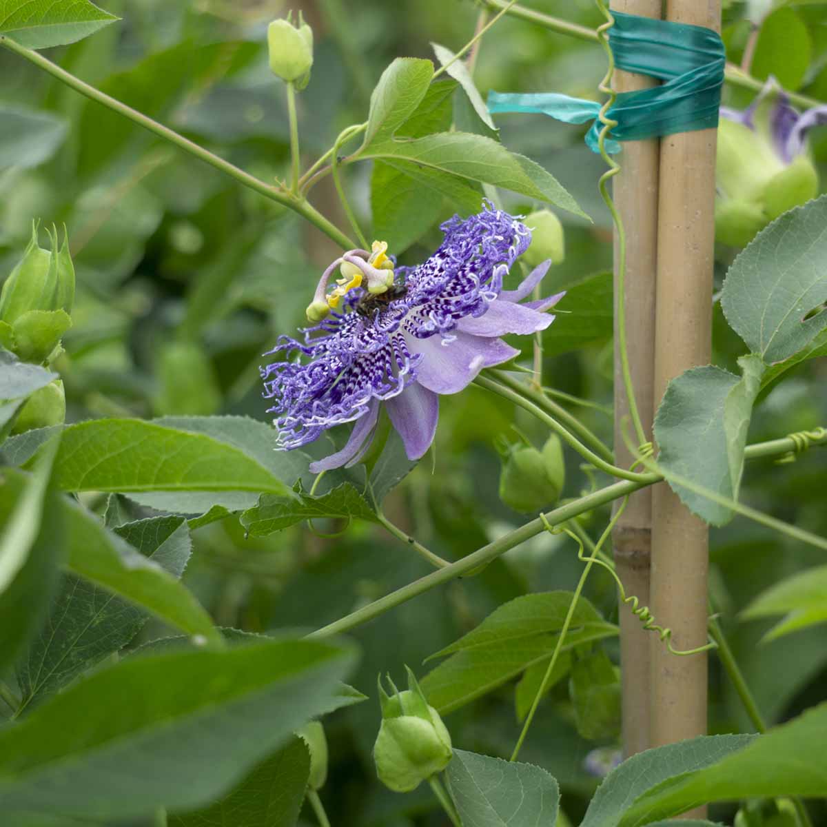 Wisteria 'Cooke's Purple' Staked