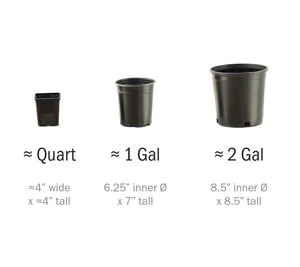 Annuals & Perennials Size Chart