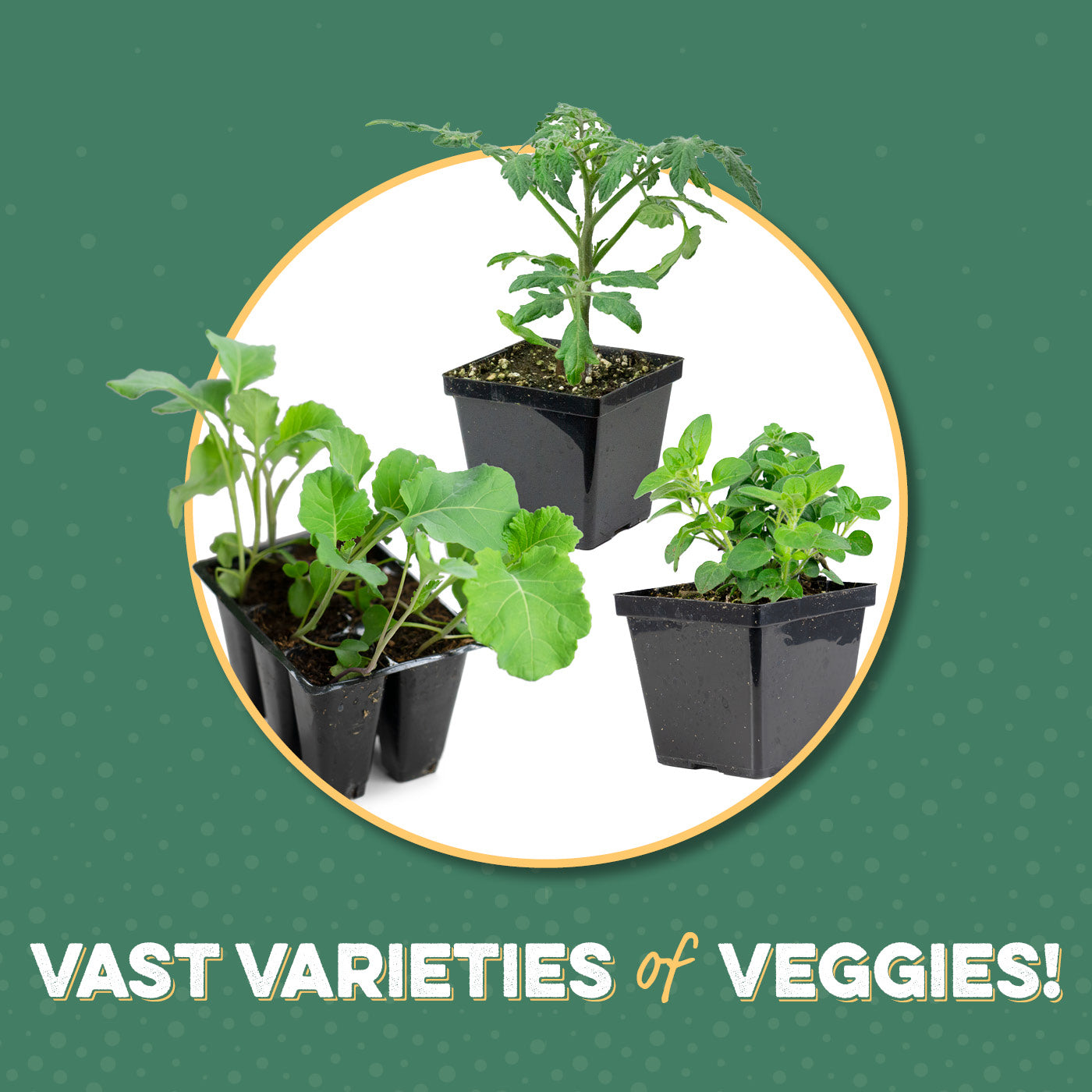 Veggies &
    Herbs
