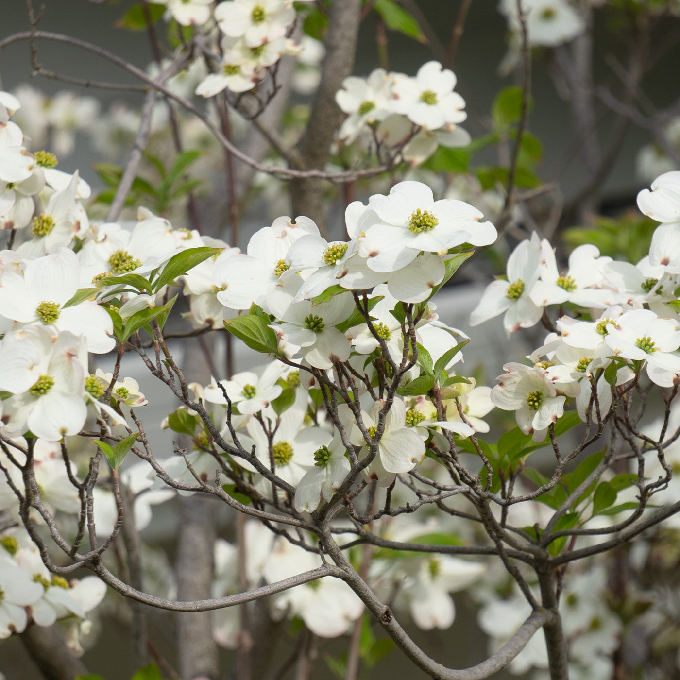 Flowering Dogwood