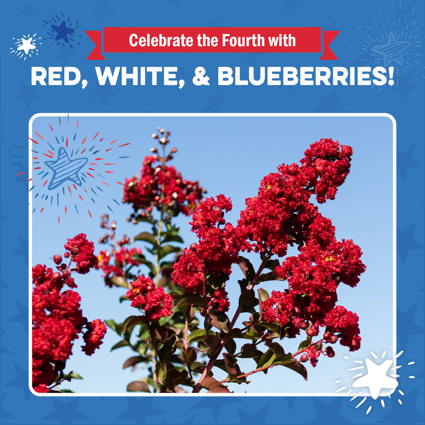 Crape Myrtle