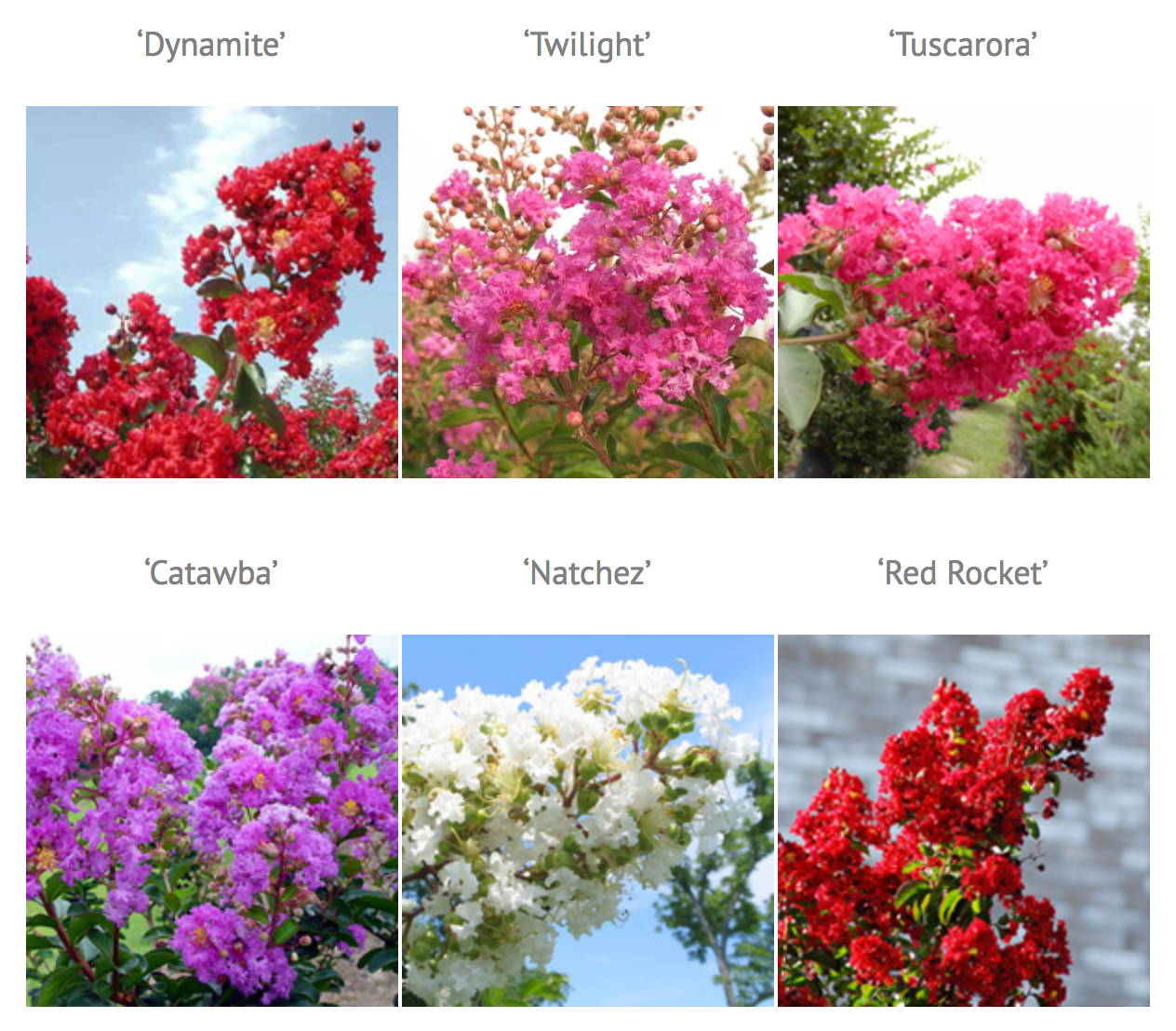 Crepe Myrtle Color Chart