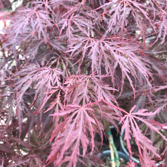 laceleaf red japanese maple