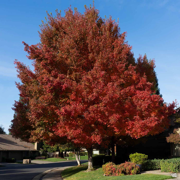 october glory maple care