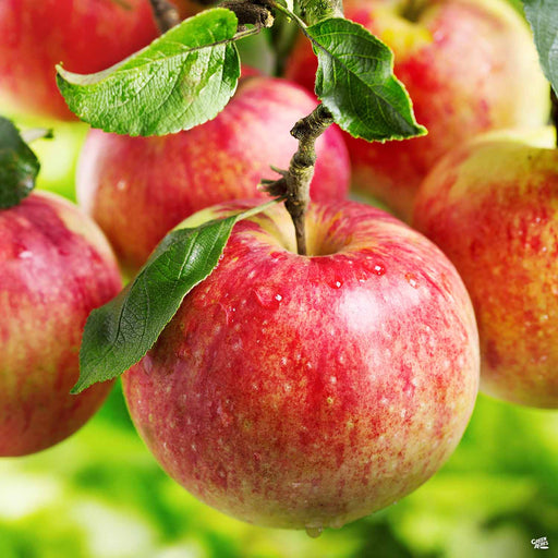 Apple 'Honeycrisp', Dwarf — Green Acres Nursery & Supply