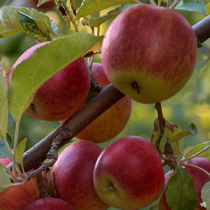 Apple 'Arkansas Black' — Green Acres Nursery & Supply