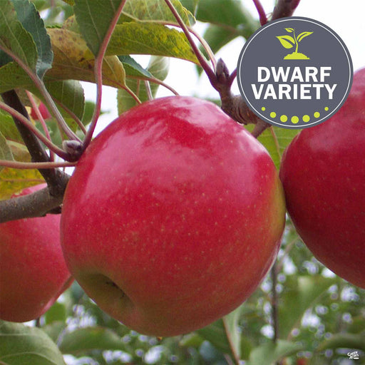 13 of the Best Dwarf Apple Tree Varieties