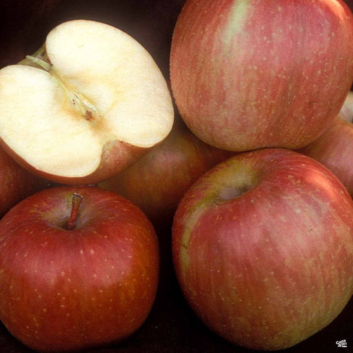 Apple 'Honeycrisp', Dwarf — Green Acres Nursery & Supply