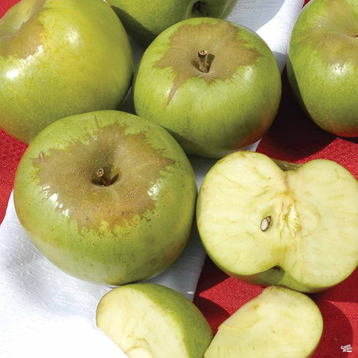 Apple 'Fuji', Dwarf — Green Acres Nursery & Supply