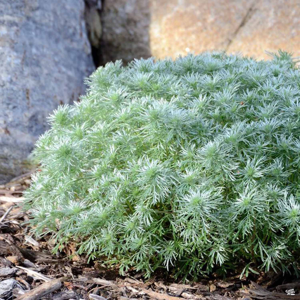 Полынь Шмидта Artemisia Silver Mound