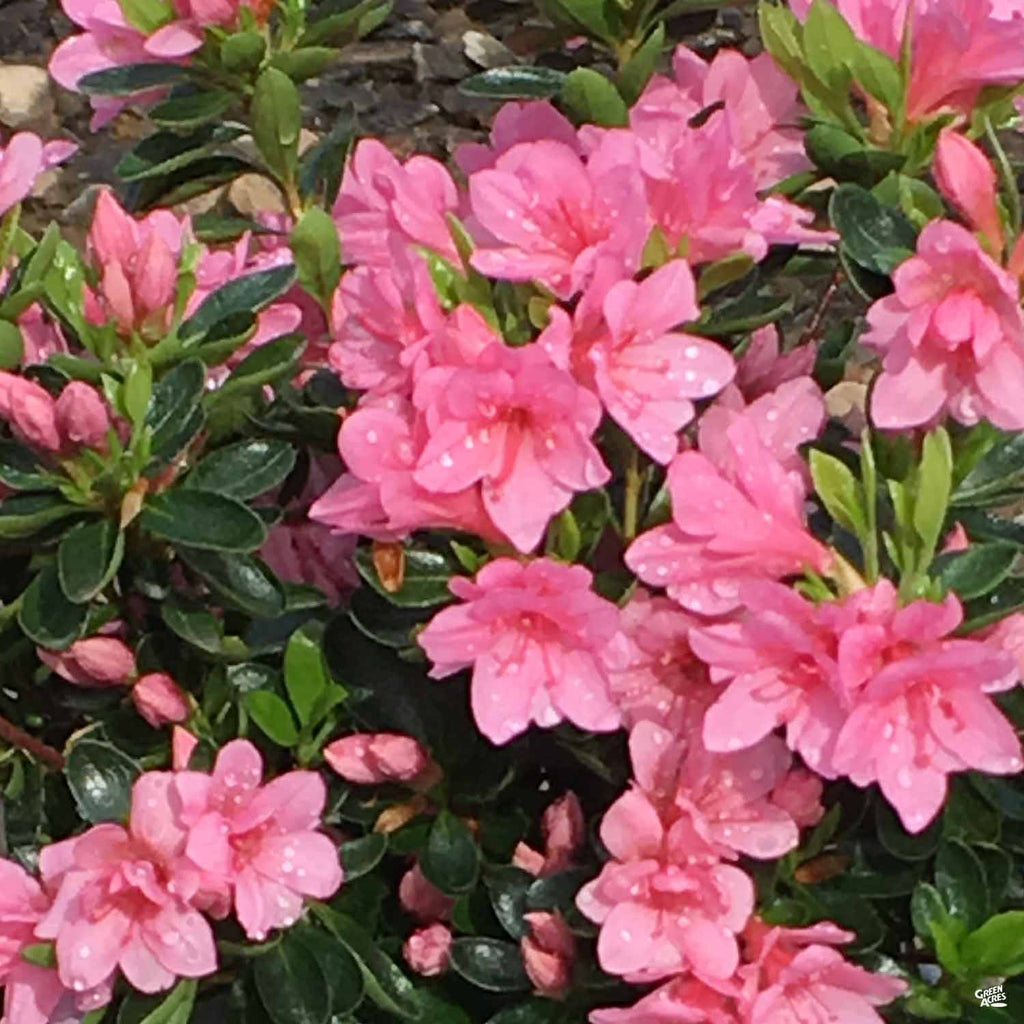 Azalea ‘Coral Bells’ — Green Acres Nursery & Supply