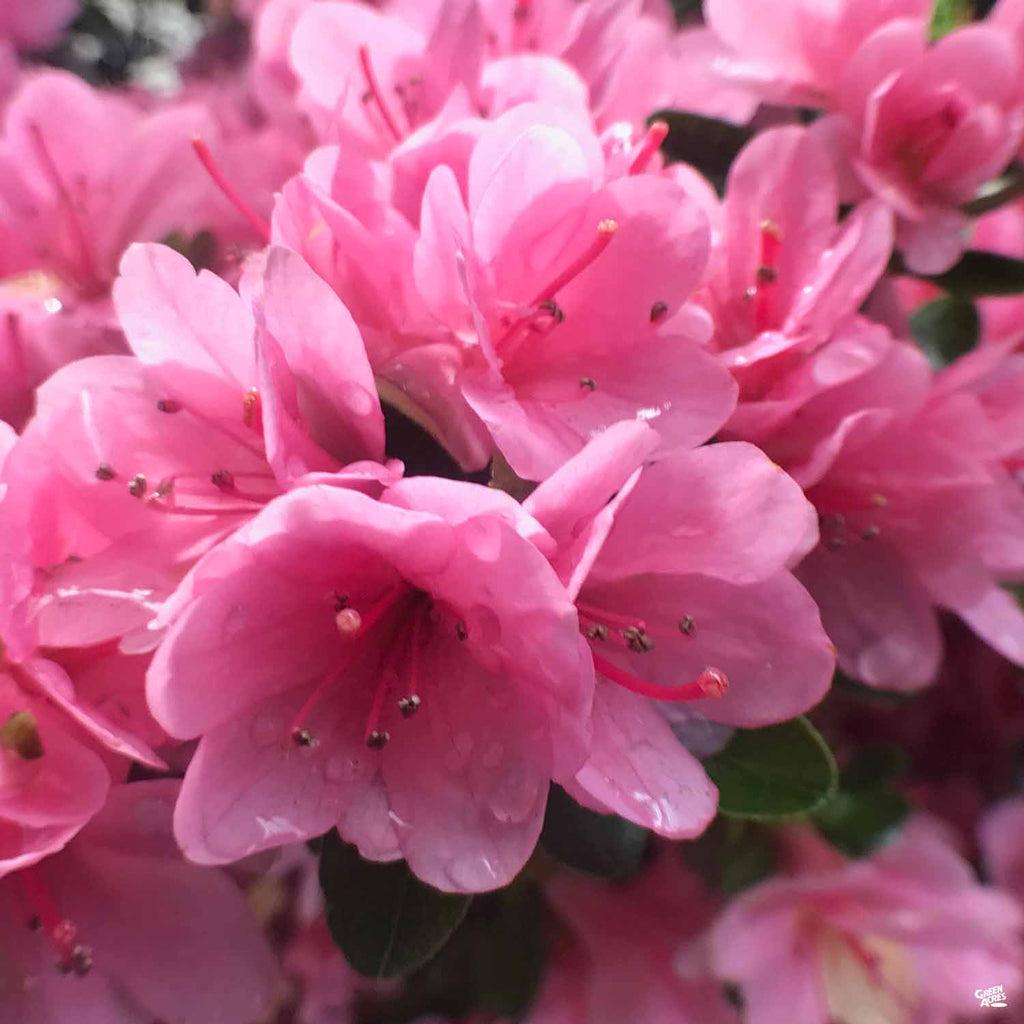 Azalea ‘Coral Bells’ — Green Acres Nursery & Supply