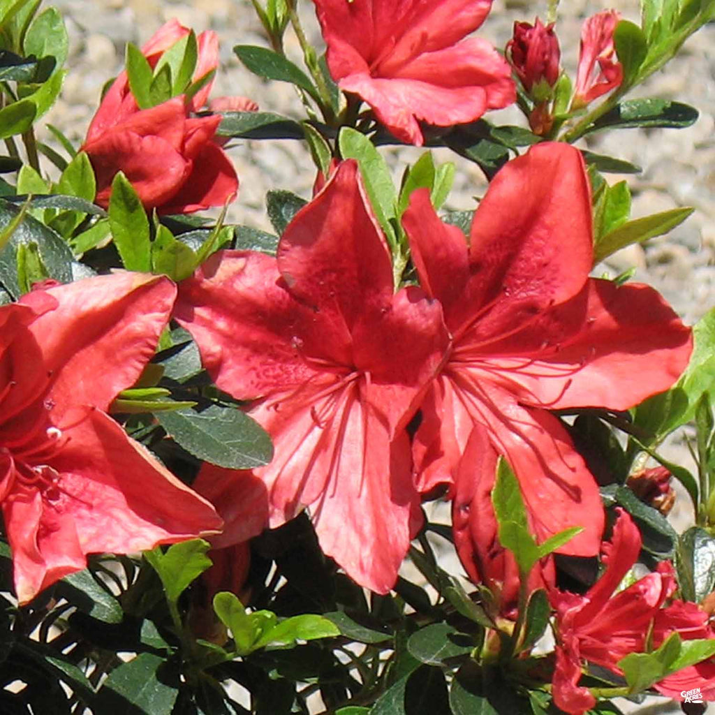 Azalea 'Orange Delight' — Green Acres Nursery & Supply