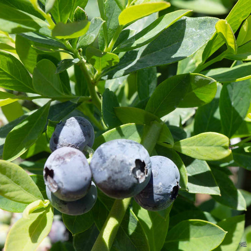 Grape 'Thompson Seedless' — Green Acres Nursery & Supply