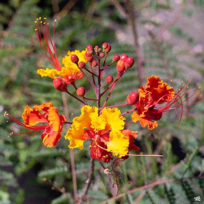 Red Bird of Paradise — Green Acres Nursery & Supply