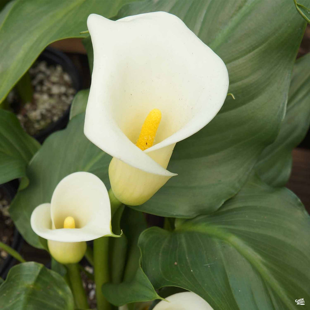 Common White Calla Lily — Green Acres Nursery & Supply
