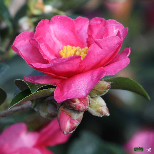 Camellia japonica 'Debutante' - Debutante Japanese Camellia