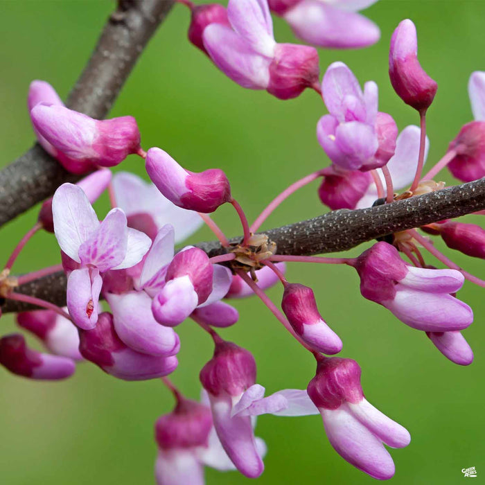 The Rising Sun™ Eastern Redbud — Green Acres Nursery & Supply