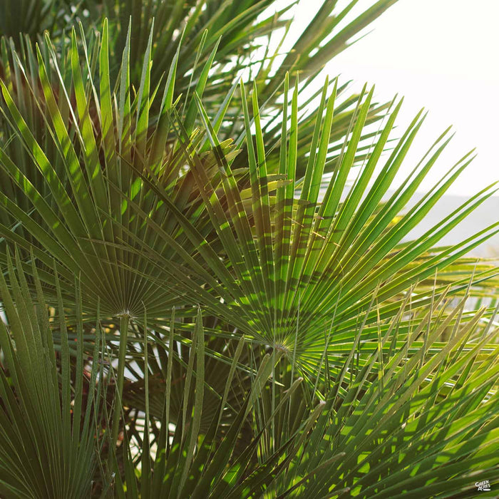 Mediterranean Fan Palm — Green Acres Nursery & Supply