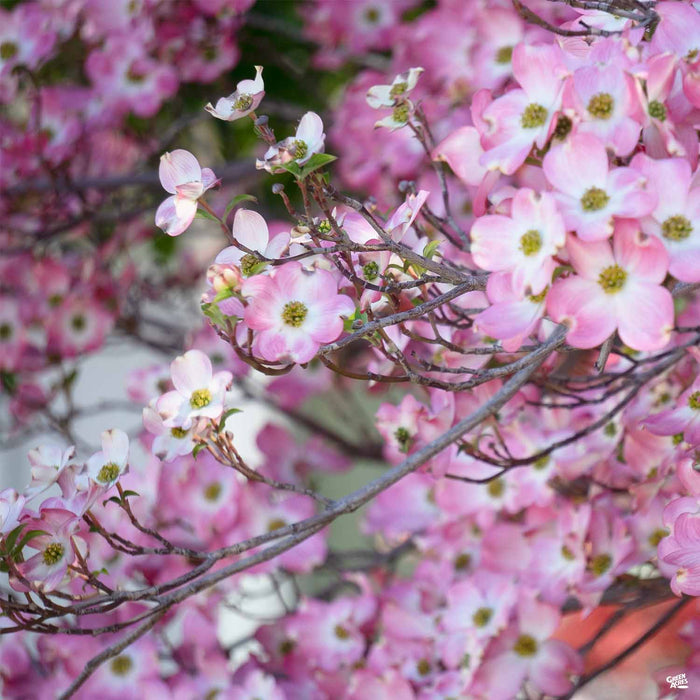 Pink Flowering Dogwood — Green Acres Nursery & Supply