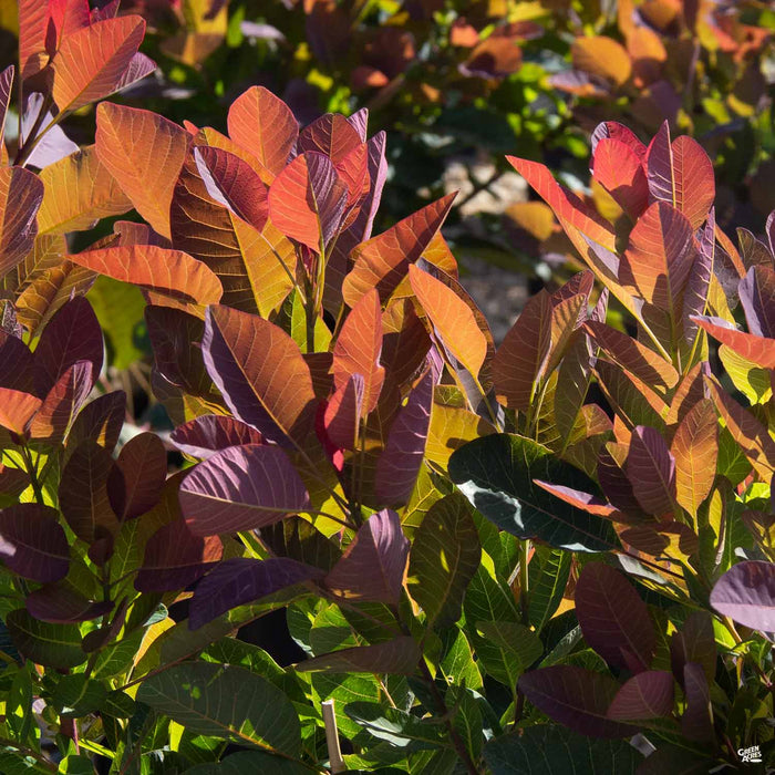 Smoke Tree 'Royal Purple' — Green Acres Nursery & Supply